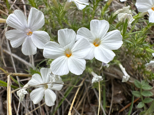 Tufted phlox (Phlox caespitosa)