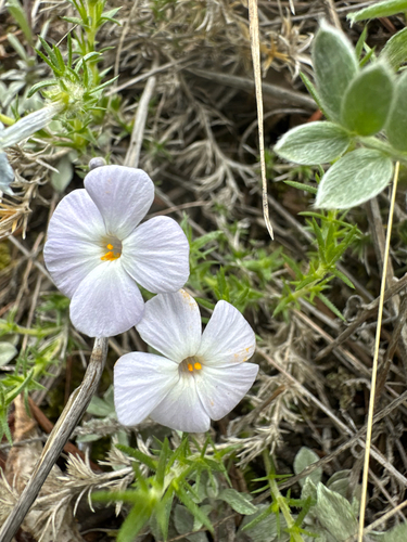 Tufted phlox (Phlox caespitosa)