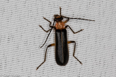Podabrus quadratus