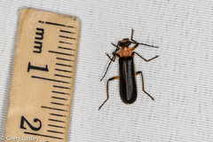 Podabrus quadratus