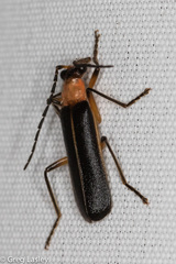 Podabrus quadratus