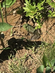 Lithobates catesbeianus