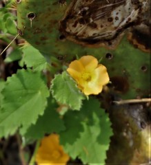 Abutilon wrightii