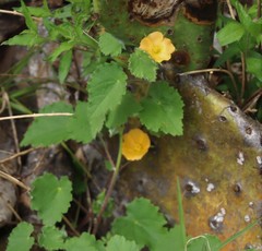 Abutilon wrightii