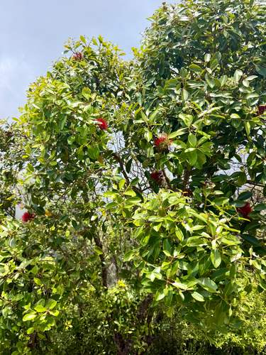 Metrosideros waialealae observed 2026-05-17