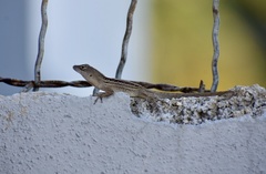 Anolis sagrei