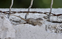 Anolis sagrei