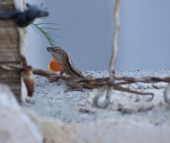 Anolis sagrei