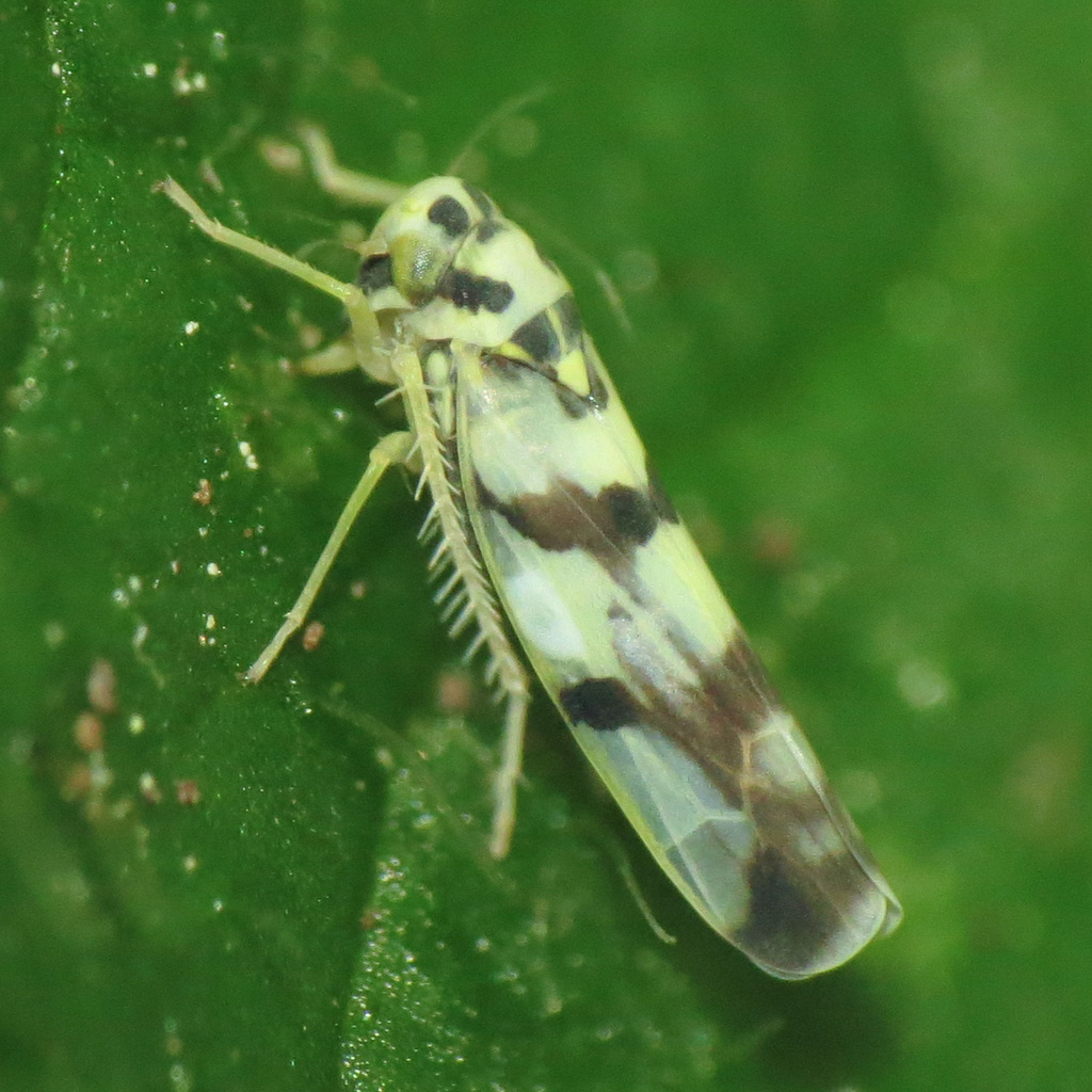 Leafhopper