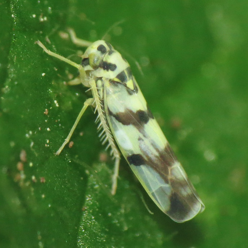 Leafhopper