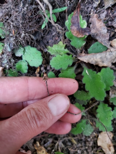 Lagenophora pinnatifida, 2026-05-14