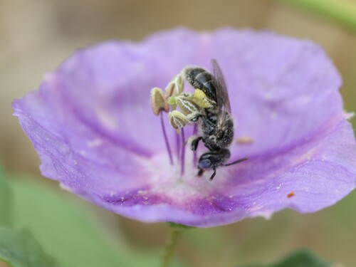 Calliopsis callops