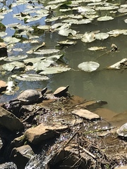 Trachemys scripta