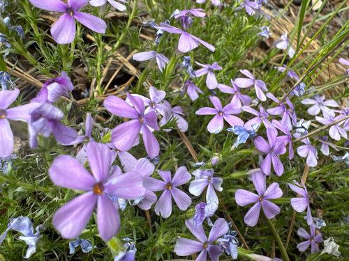 Phlox caespitosa, photograph 6
