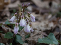 Cardamine douglassii