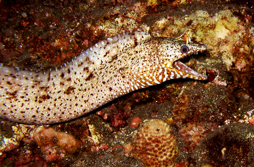Dragon moray (Enchelycore pardalis) — Muraenidae