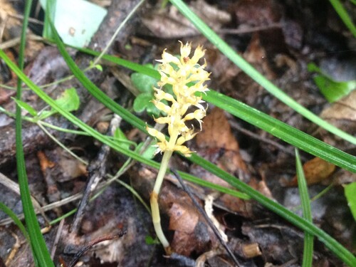 Neottia acuminata iNat (1)
