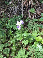 Cardamine nuttallii
