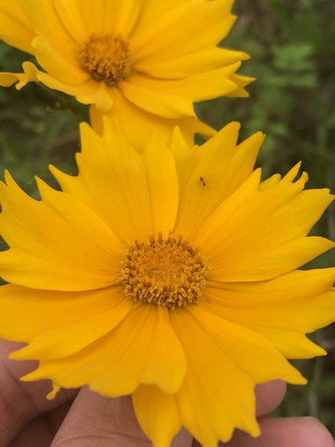 Coreopsis lanceolata