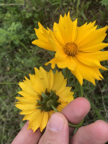 Coreopsis lanceolata