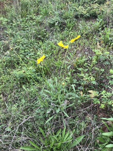 Coreopsis lanceolata