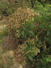 Ageratina glyptophlebia