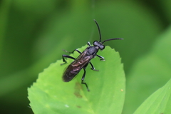 Macrophya annulata