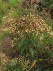 Ageratina glyptophlebia