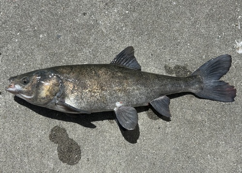 Sacramento blackfish (Orthodon microlepidotus) — Cyprinidae — 2