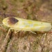 Eratoneura ardens - Photo 由 skitterbug 所上傳的 (c) skitterbug，保留部份權利CC BY