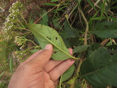 Ageratina glyptophlebia