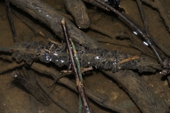 Pelodytes punctatus