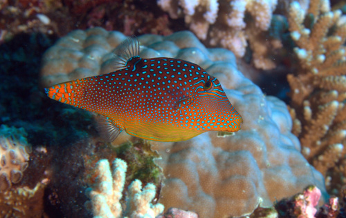 False-eye toby (Canthigaster solandri) — Tetraodontidae — 4