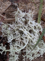 Cladonia submitis