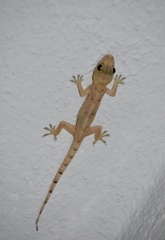 Hemidactylus mabouia