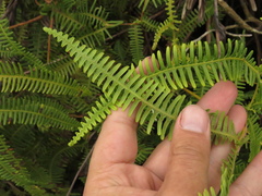Dicranopteris flexuosa