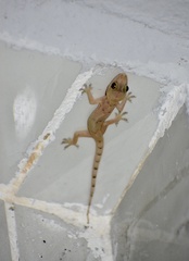 Hemidactylus mabouia