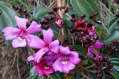 Meriania nobilis