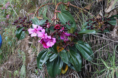 Meriania nobilis, photograph (c) Connor Connolly-Moyls, some rights reserved (CC BY)