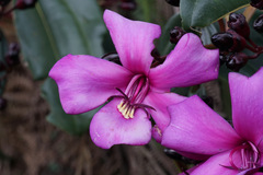 Meriania nobilis, photograph (c) Connor Connolly-Moyls, some rights reserved (CC BY)