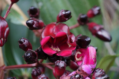 Meriania nobilis, photograph (c) Connor Connolly-Moyls, some rights reserved (CC BY)