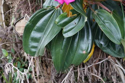 Meriania nobilis, photograph 4