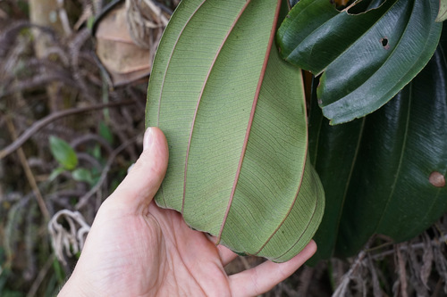 Meriania nobilis, photograph 5