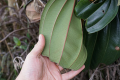 Meriania nobilis, photograph (c) Connor Connolly-Moyls, some rights reserved (CC BY)