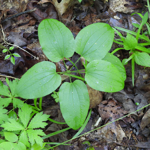 Smilax ecirrhata, photograph 3