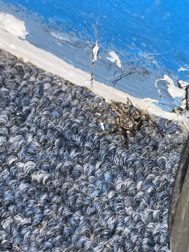 Tan Jumping Spider