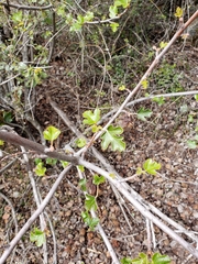 Fremontodendron