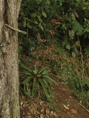 Tillandsia tovarensis