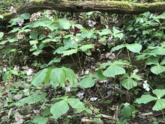 Trillium sulcatum