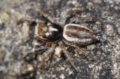 Icius hamatus